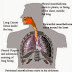 Information On What is Mesothelioma