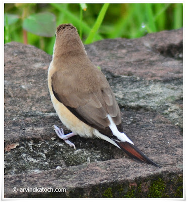 munia, silverbill,