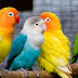 Cara Ternak Lovebird Secara Koloni