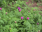 "Centaurea Dealbata