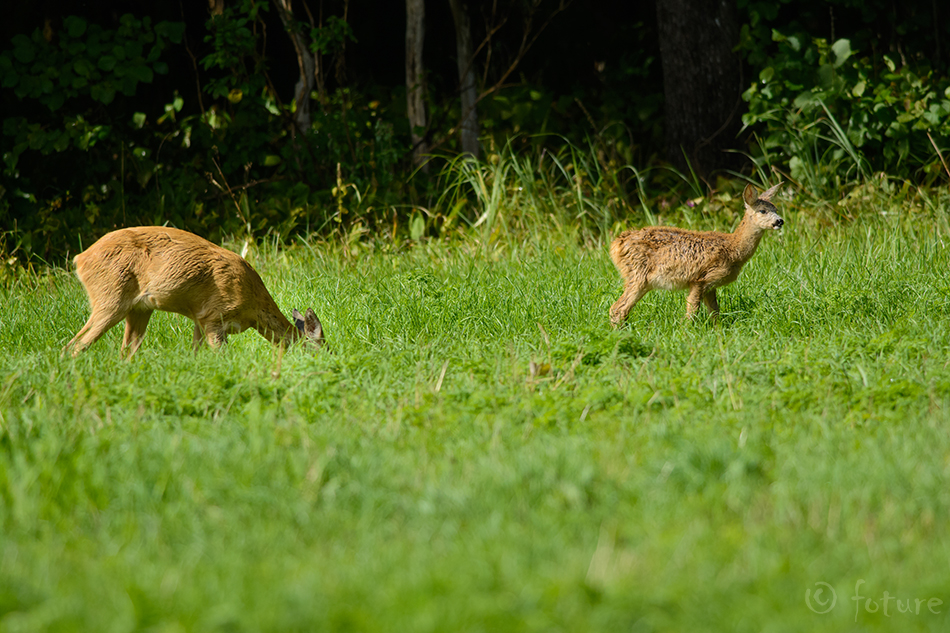 Metskits, Capreolus capreolus, Roe deer, kits