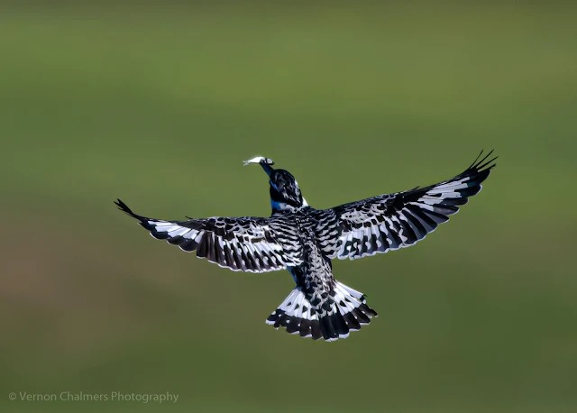 Pied Kingfisher in Flight Woodbridge Island, Cape Town