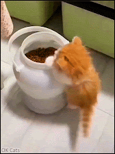 Funny Kitten GIF • Kitty discovers the (food) paradise on earth! A paradise full of delicious treats! [ok-cats.com]