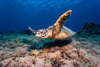 Turtles Indonesia | Scuba Diving Gili Islands