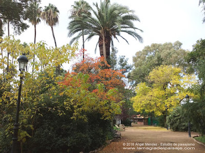 Árboles en otoño