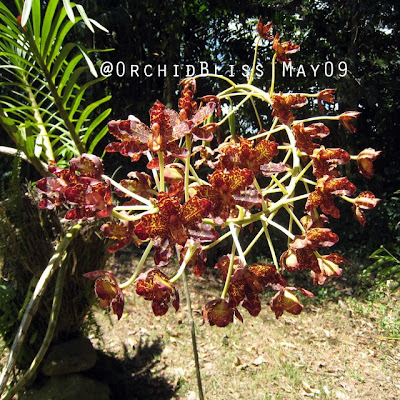 Grammatophyllum at OrchidBliss