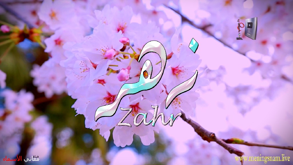 معنى اسم, زهر, وصفات, حامل, وحاملة, هذا الاسم, Zahr,