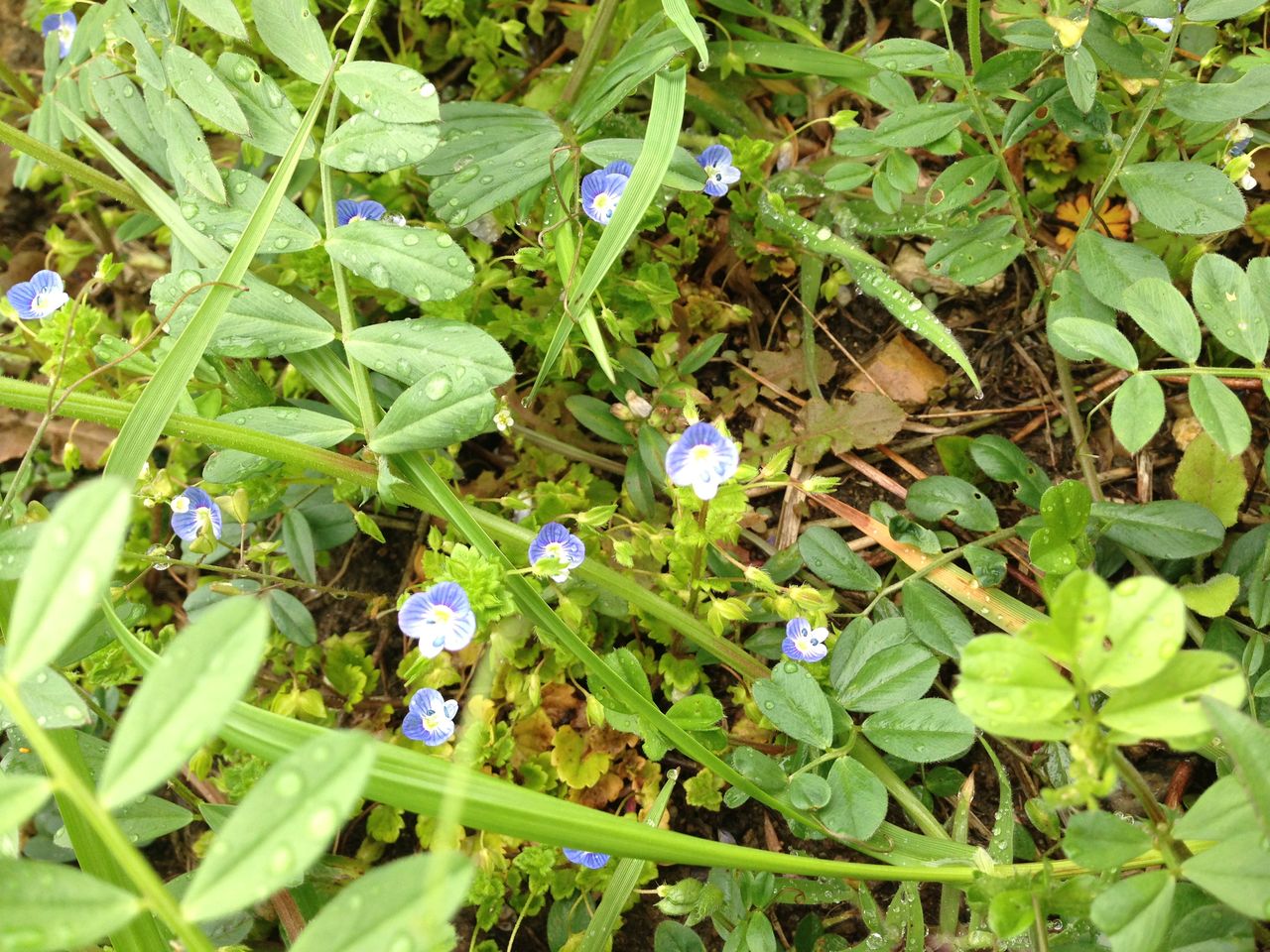 市場をつくろう 春の草花