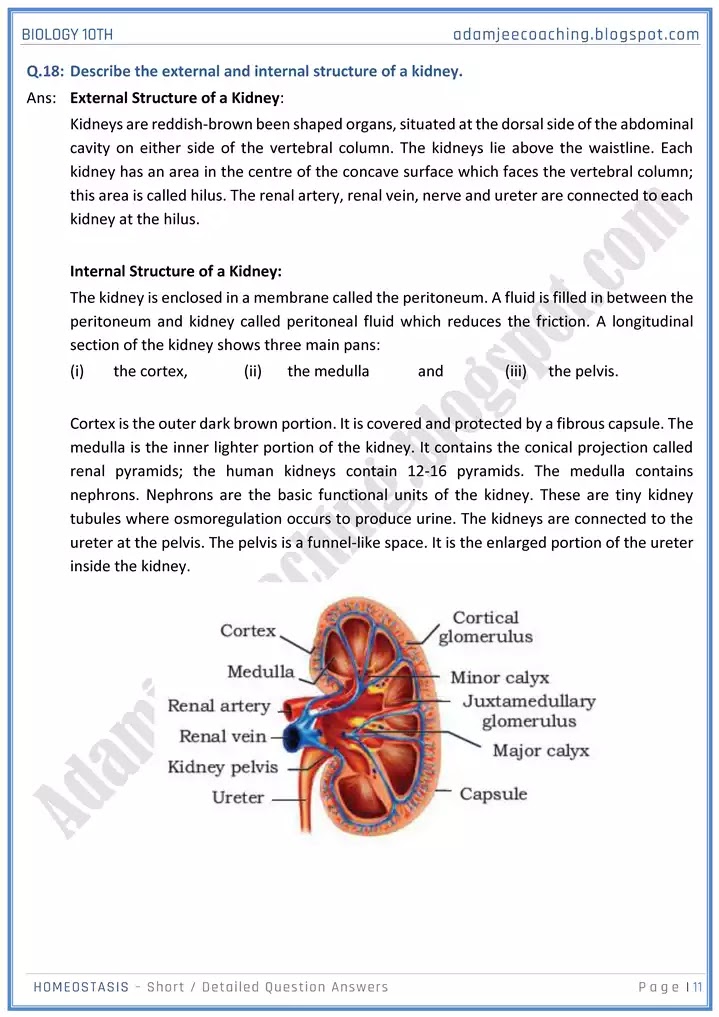 homeostasis-short-and-detailed-answer-questions-biology-10th