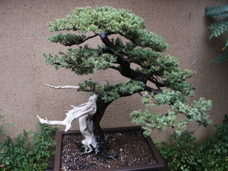 bentuk bonsai