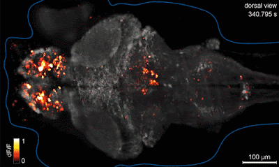 Mapping a Living Brain, Neuron by Neuron