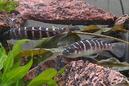 Akwarium, HODOWLA RYB, JEZIORO TANGANIKA, NEOLAMPROLOGUS CYLINDRICUS, PIELEGNICE, SZCZELINOWIEC CYLINDRYCZNY, TARŁO RYB, ZACHOWANIE RYB,  AKWAPASJA