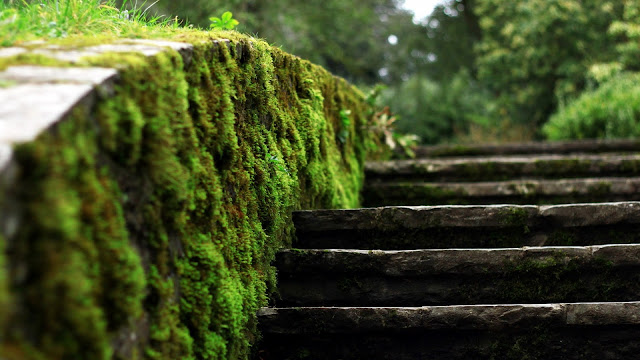 Moss Stairs HD Wallpaper