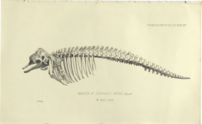 Euphysetes Pottsli