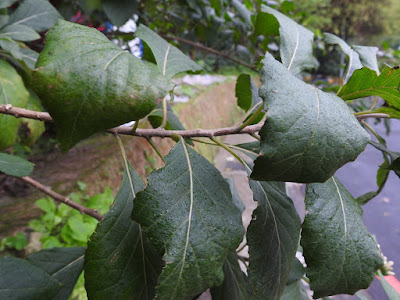 扁桃斑鳩菊的葉序