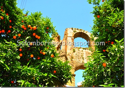 DSC_2206_Fotor