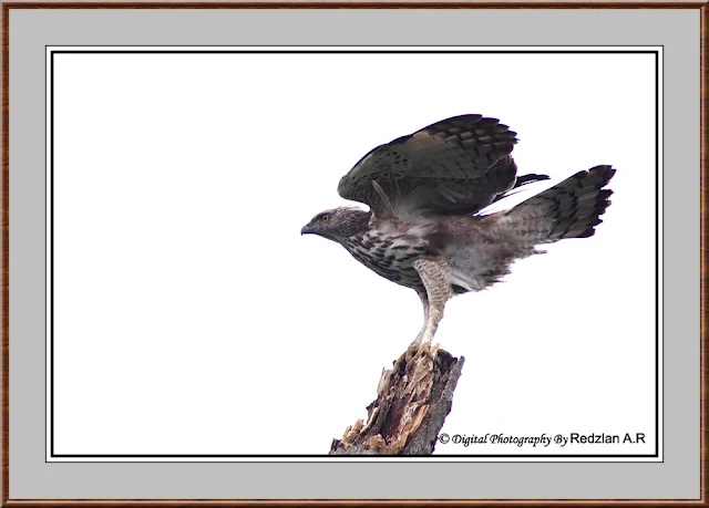 Changeable Hawk Eagle in frame