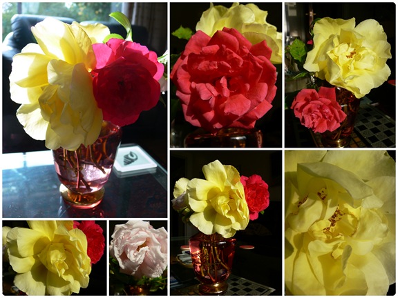 Roses