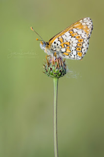 Melitaea cinxia