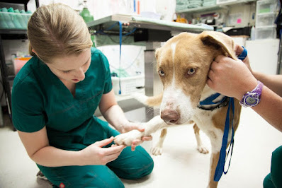 How Often Should I Take My Dog to the Vet