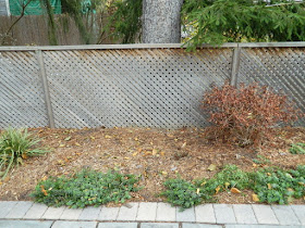 Oakwood Village Backyard Fall Cleanup after by Paul Jung Toronto Gardening Services