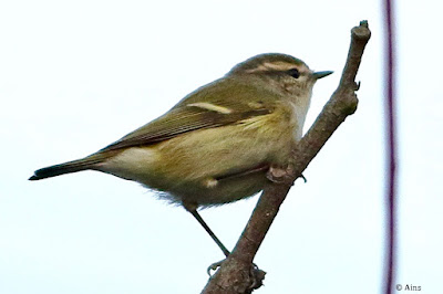 "Hume's Warbler - Phylloscopus humei winter visitor perched on a branch."