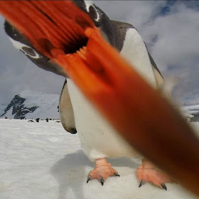 Funny animals of the week - 6 December 2013 (35 pics), penguin tries to eat camera