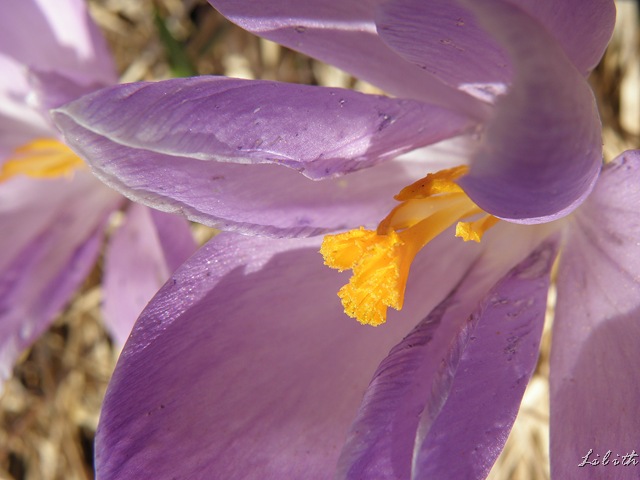 Krokus närbild