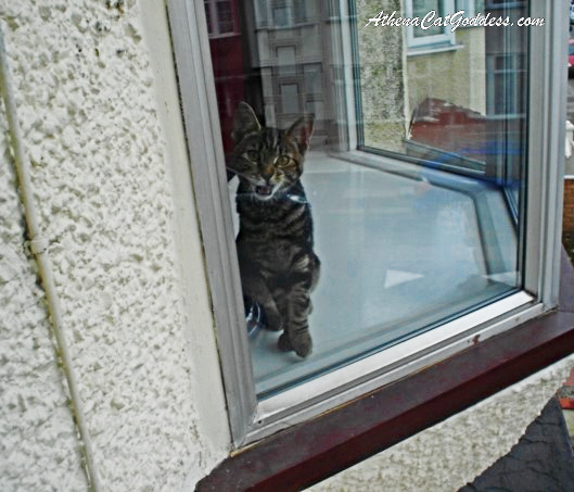 kitten at the window