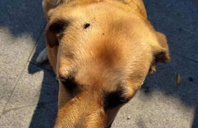 Κτηνωδία στις Σέρρες: Έσβησε το τσιγάρο του στο κεφάλι αδέσποτου σκυλιού