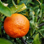 Health Benefits of Tangerines fruits (Citrus nobilis Lour) for your Skin, Face and Anticancer 