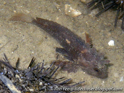 Longspine Scorpionfish (Paracentropogon longispinis) 