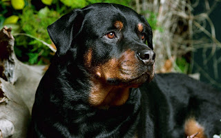 Raza de perro Rottweiler