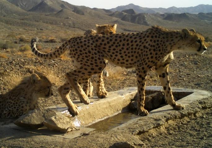Asiatic Cheetah