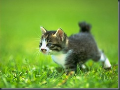 CAT_0043