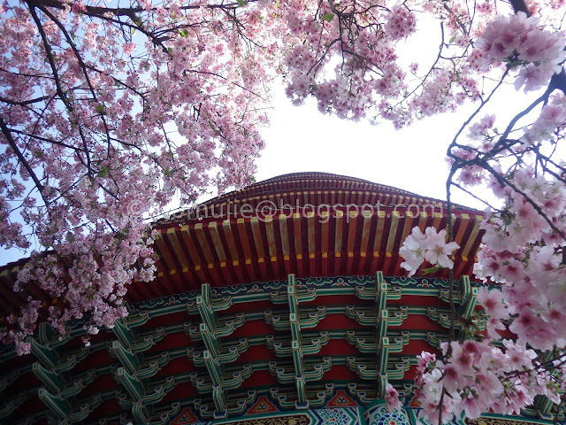 Tianyuan Temple cherry blossom