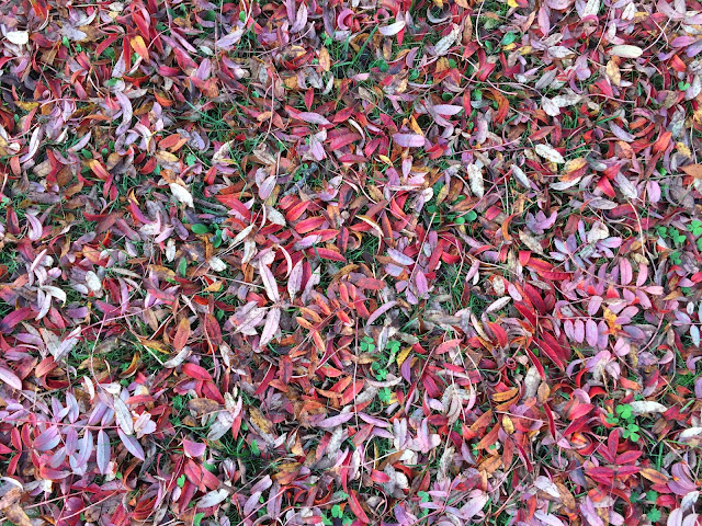 Rowan leaf-fall.  Hayes, 4 November 2015.