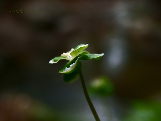 Anemone flaccida