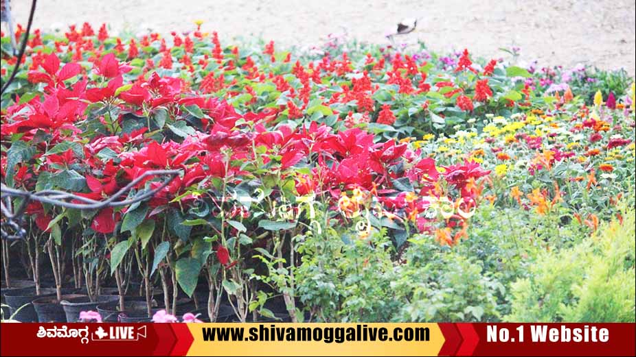 Flower Show in Shimoga