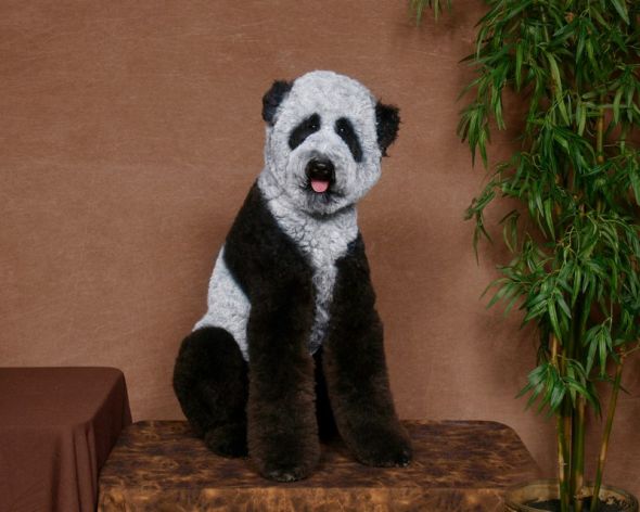 Ren Netherland fotografia animais estimação cães cachorros extreme pets fantasia Panda