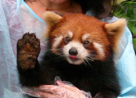 40 Adorable red panda pictures (40 pics), red panda waving his hand