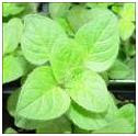 Oregano herb image