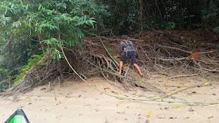 Rotan, rattan, dayak, tanaman hutan, tanaman unik, tanaman serbaguna, batang rotan, bisnis rotan, hasil hutan, kalimantan, hutan tropis, tropical rain forest