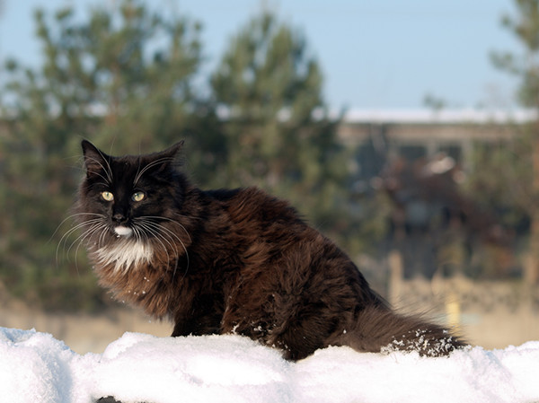 Black Norwegian Forest cat photo