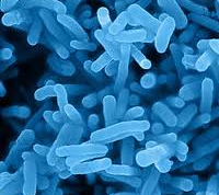 Contoh bakteri aerab Nitrosomonas