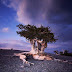 10 world's oldest living trees.