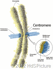  materi Biologi tentang  Kromosom (Pengertian, Fungsi, Struktur, Tipe, Jumlah)