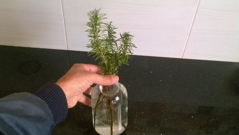 Because rosemary is such a wonderful herb, and so useful, lot of beginner gardeners want to know how to propagate rosemary, and transplant the rooted cuttings. In this video i show you how to transplant water rooted rosemary cuttings in Soil.