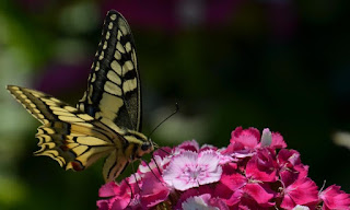 Schmetterling, mariposa, butterfly, fluture, papillon, бабочка, con bướm, motýl, fjäril, kupu-kupu, féileacán, farfalla, Leptir, drugelis, пеперутка, motyl, 