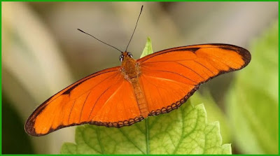 तितलियों के बारे में रोचक बातें हिंदी में - Butterfly Information In Hindi 